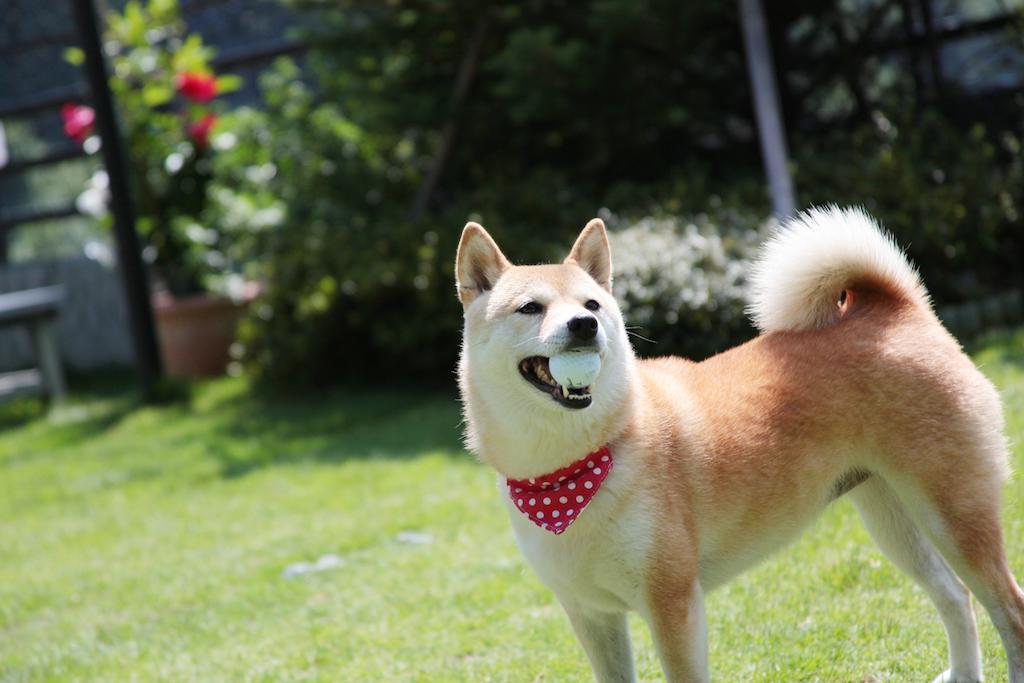 Kosuien Otel Fujikawaguchiko Dış mekan fotoğraf